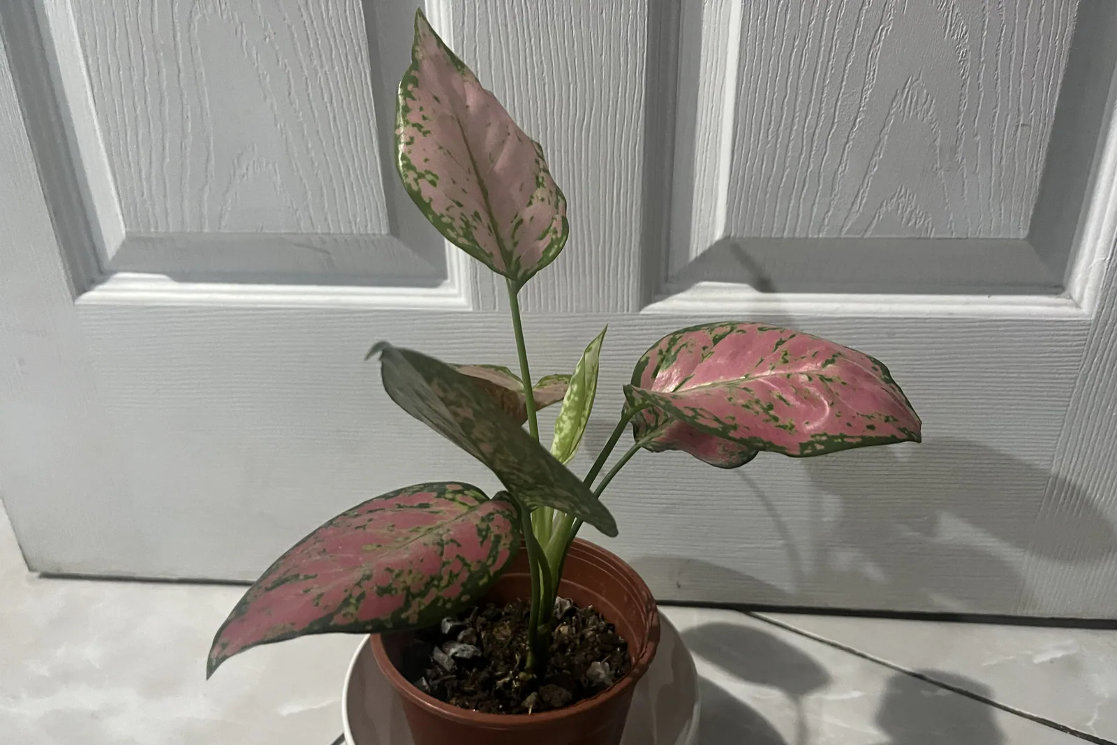 Aglaonema