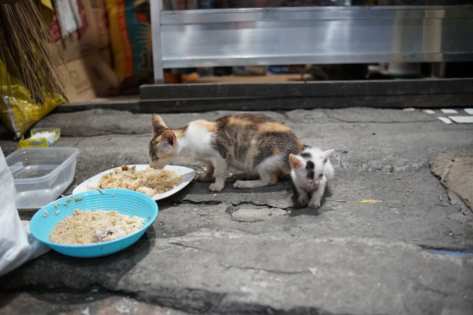 Somonlu Yetişkin Kedi Maması