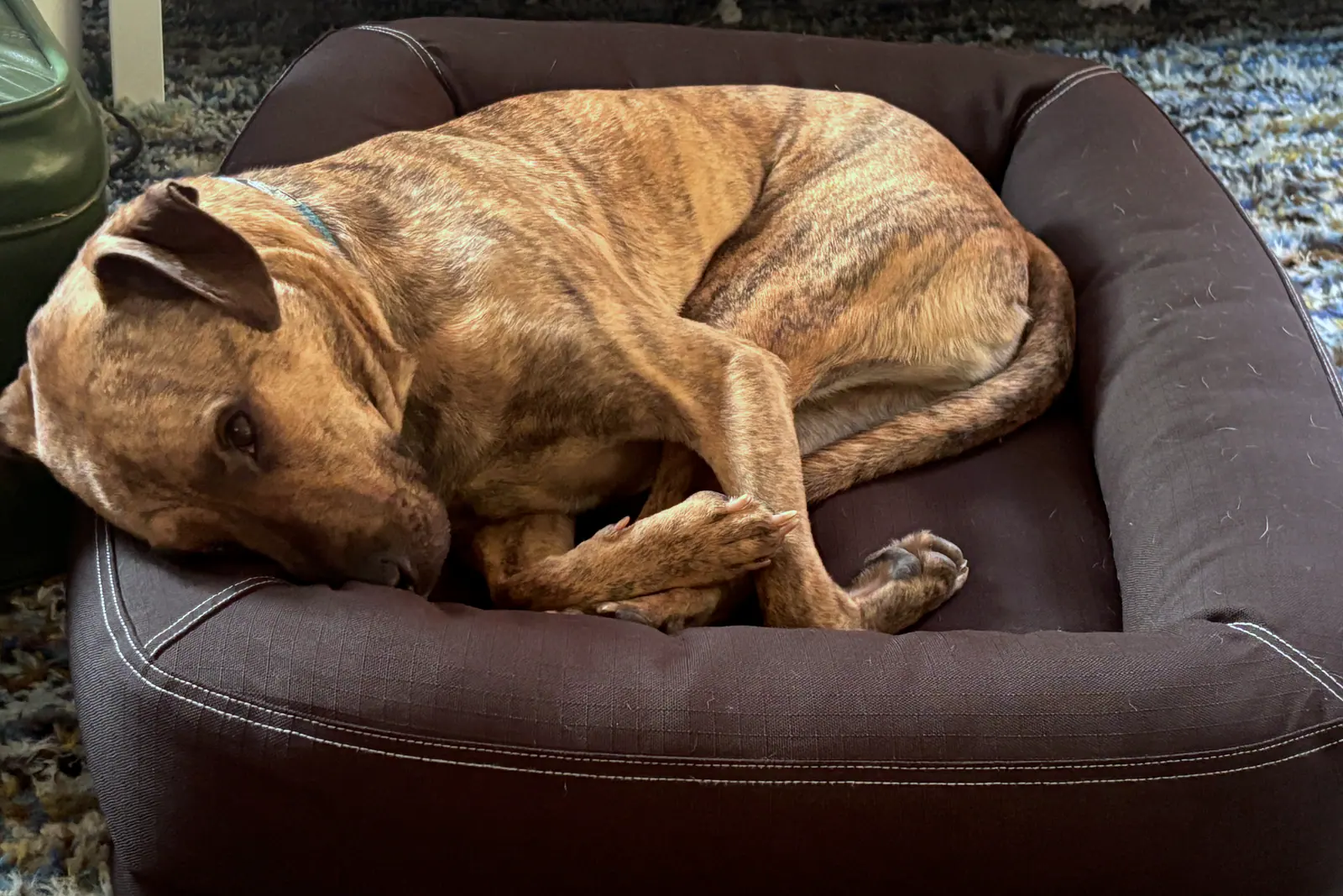 Ortopedik Köpek Yatağı