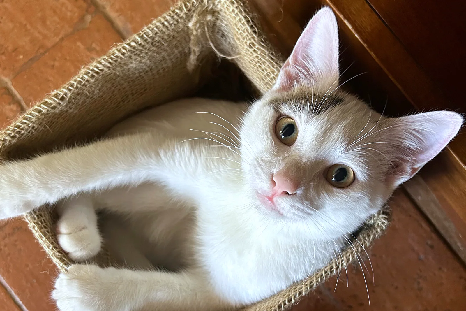 Jüt Kedi Yuvası