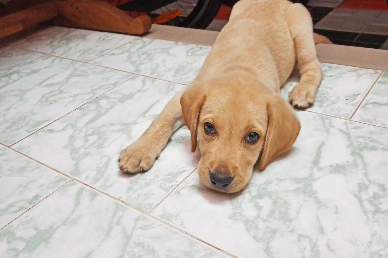 Kuzu Etli Yavru Köpek Maması