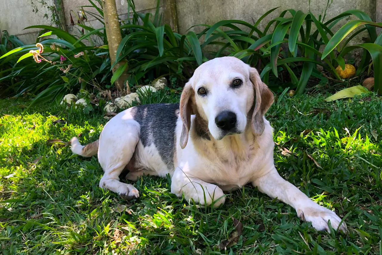 Tavuklu Yetişkin Köpek Maması